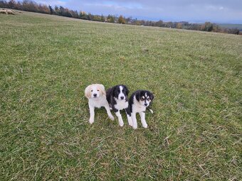 Border colia šteňatá - 2