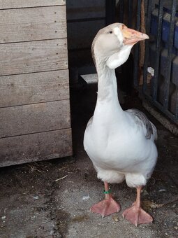 Hus cholmogorská - 2