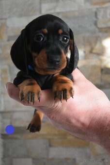 Jazvečík krátkosrsty trpaslíčí - 2