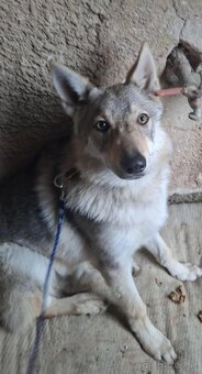 Československý vlčiak - 2