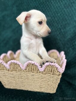 Darujem Steniatko - 2