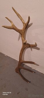 Zhody,trofeje parohy - 2