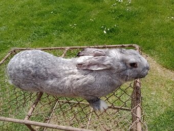 Predám králiky Šarišský obrovity - 2