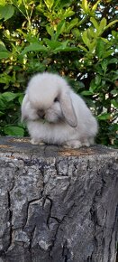MiniLop zakrslé barančeky / králičky - 2