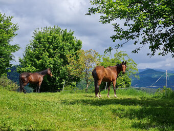 Ustajnenie koní Banská Bystrica - 2