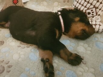 Šteniatka plemena Beauceron (Berger de Beauce) - 2