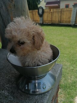 Predám šteniatka maltipoo. - 2