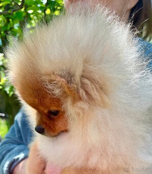 Šteniatko Pomeranian - 2