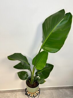 Strelitzia Nicolai - 2