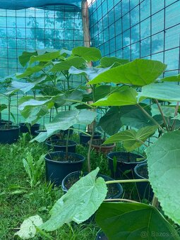 Paulownia Tomentosa rýchlorastúci strom - 2