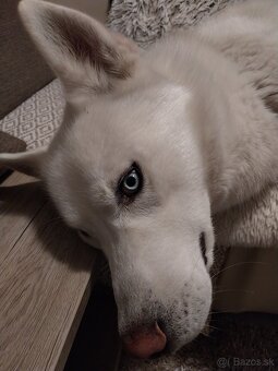 Sibírsky Husky na krytie - 2