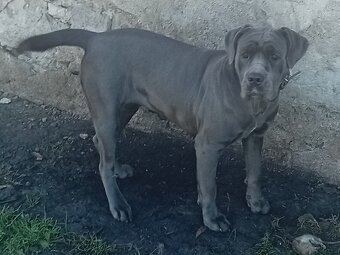 Cane Corso - 2