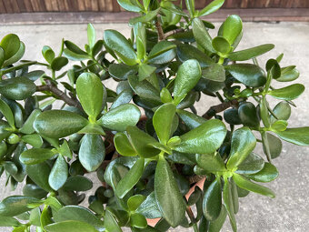 Tučnolist (Kvet hojnosti) - 30cm - 2