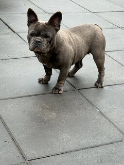 Francúzsky buldocek - 2