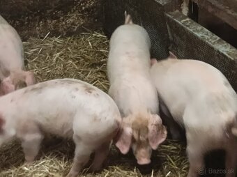 Predám odstavčata - 2