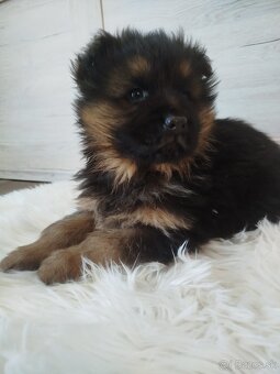 Nemecký ovčiak - 2