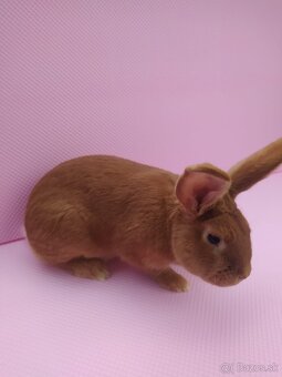 Burgundský králik - 2