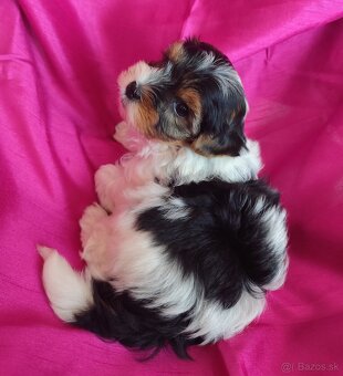 Yorkshire biewer - 2