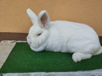 NOVOZELANSKY.   BIELI - 2