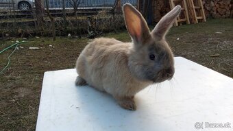 Predám králiky samce - 2