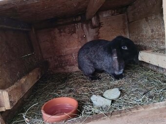 Francúzsky baran - 2