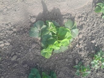 Predám sadenice jahôd - 2