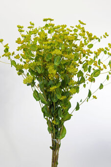 Buplerum rotundifolium - 2