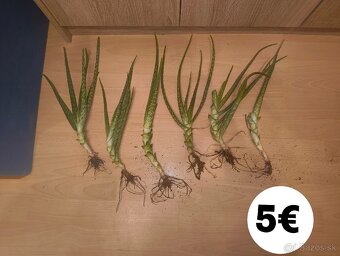 Aloe Vera - 2