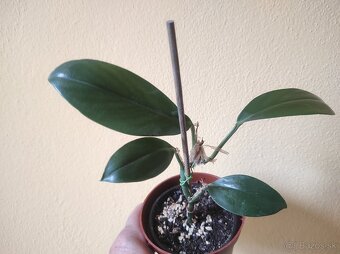 RHAPHIDOPHORA SP VIETNAM - 2