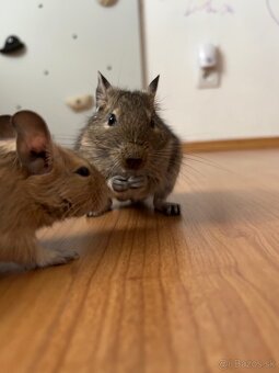 Osmak Degu - 2