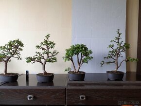 Sukulentné bonsai - 2