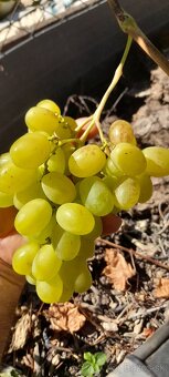 Vinič - 2