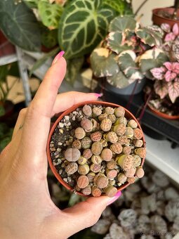 Lithops/ Živé kamene - 2
