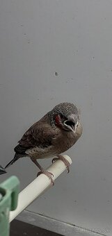 Predám - 2