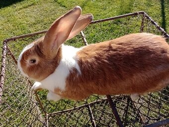 Predám králiky Šarišský obrovity - 2