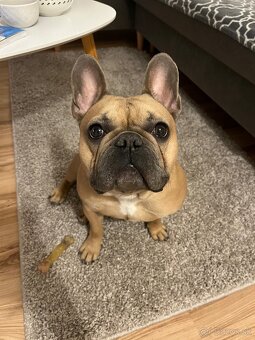 Francúzsky buldoček - 2