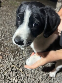 Šteniatko-psík - 2