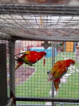 Prodám roselu gold gold opalin - 2