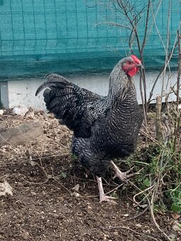 Predám mladého kohúta - 2