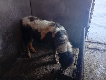 Predám   ponika - 2