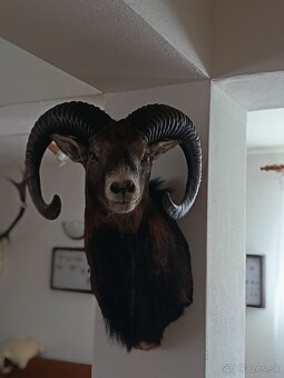 Na predaj – Taxidermy muflón - 2
