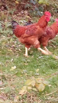 Kalimero red N V - 2