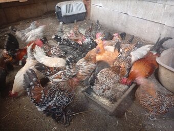 Milferky,Liliputky - 2