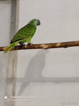 Amazonan modroceli - 2