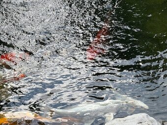 KOI kapre - 2
