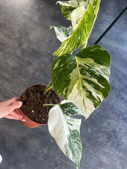 Monstera Albo variegata - 2
