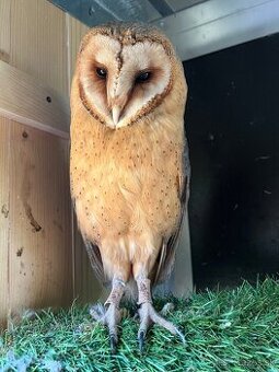 plamienka driemava ,tyto alba - 2