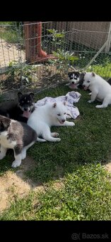Husky - 2