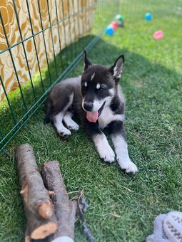 Husky - 2