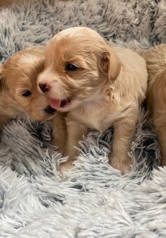 Maltipoo - 2